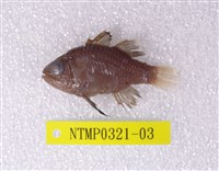 藏品(黑鰭天竺鯛)的圖片